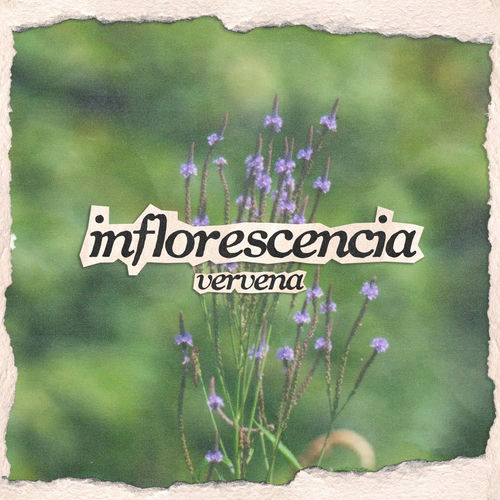 Vervena – Inflorescencia